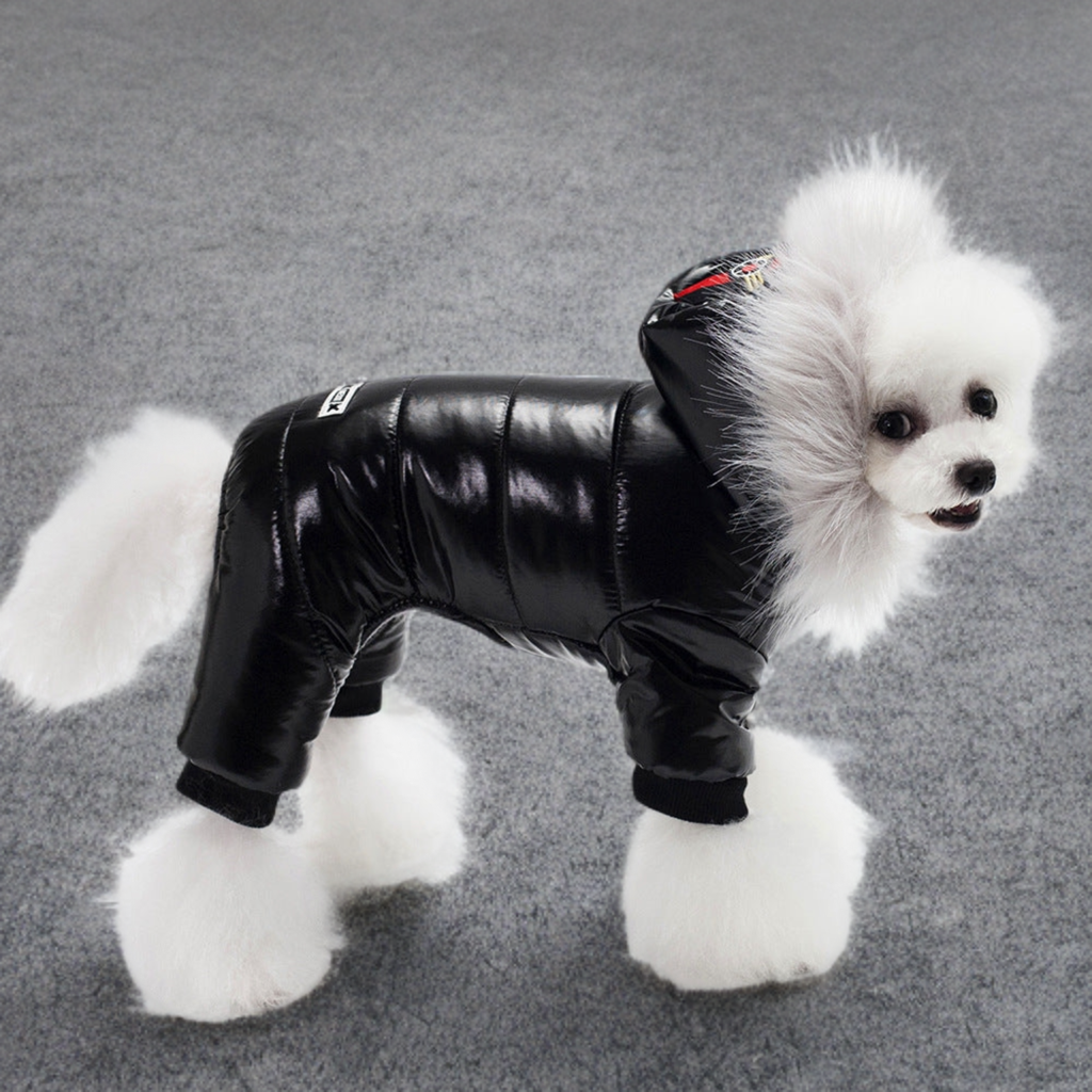 Teddy dog clothes