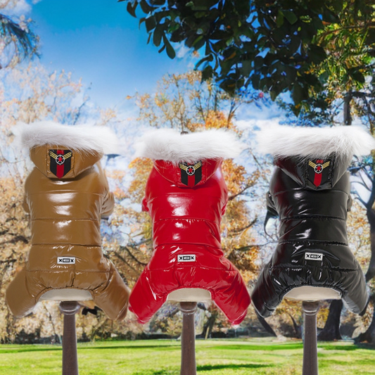 Teddy dog clothes